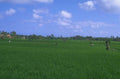 rice paddy bali 1980s 1990s A4 Photo Print