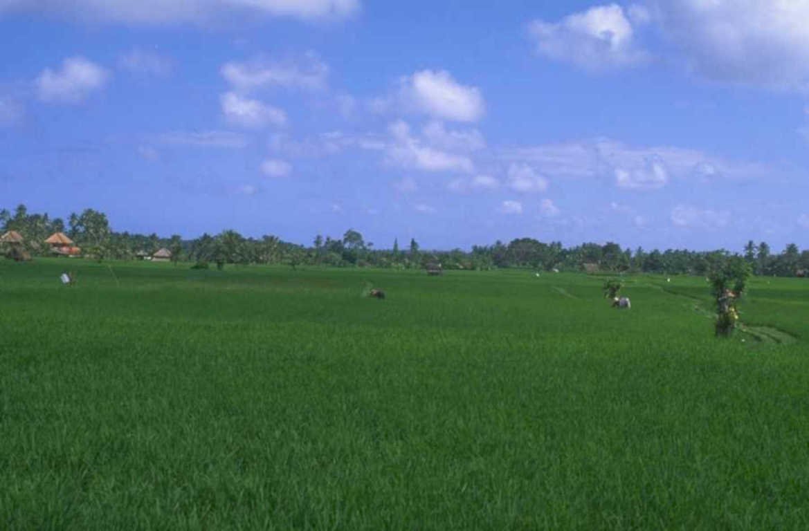 rice paddy bali 1980s 1990s A4 Photo Print