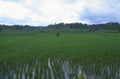 rice paddy bali 2 1980s 1990s A4 Photo Print
