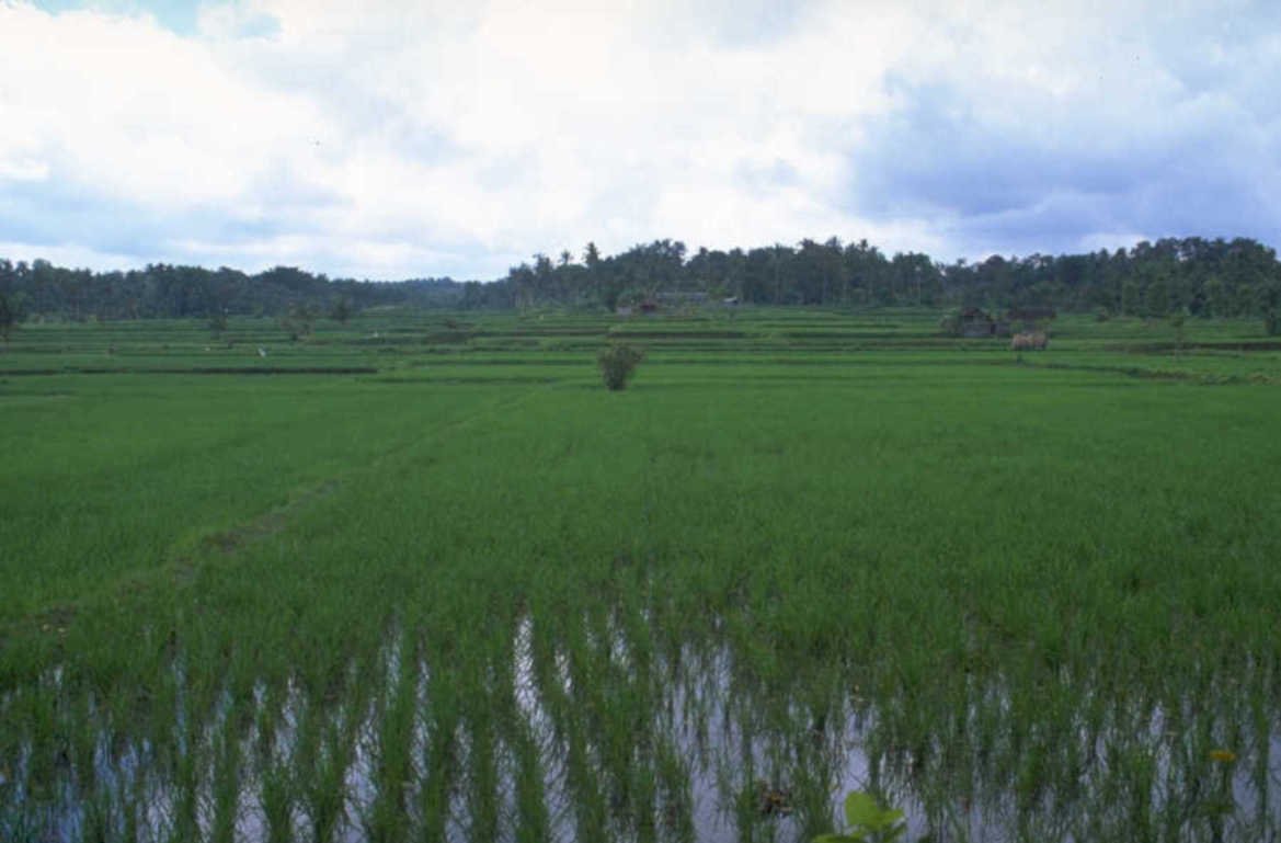 rice paddy bali 2 1980s 1990s A4 Photo Print