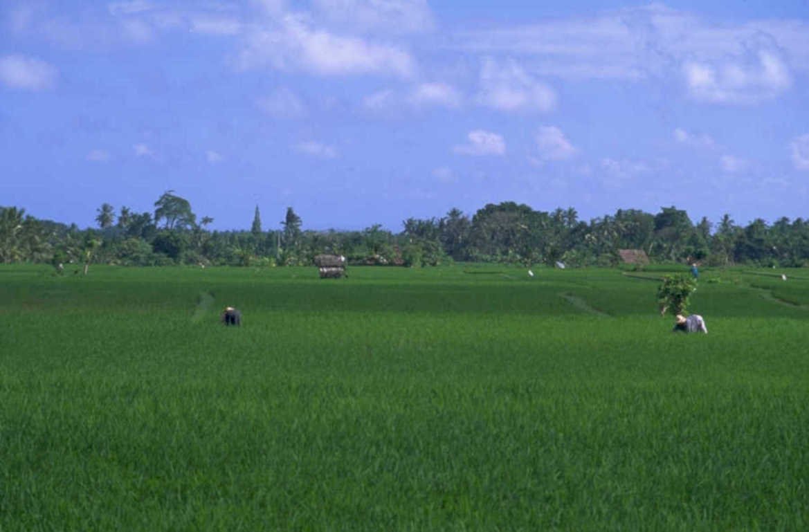 rice paddy bali 3 1980s 1990s A4 Photo Print