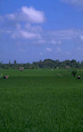 rice paddy bali 4 1980s 1990s A4 Photo Print