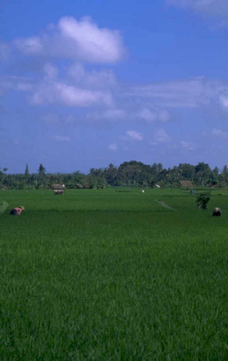 rice paddy bali 4 1980s 1990s A4 Photo Print