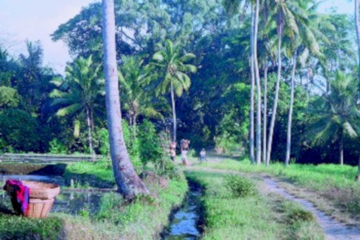 rice paddy bali1980s 1990s A4 Photo Print