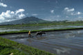 rice paddy buffalo 1980s 1990s A4 Photo Print