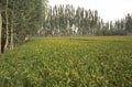 rice paddy china 1980s 1990s A4 Photo Print