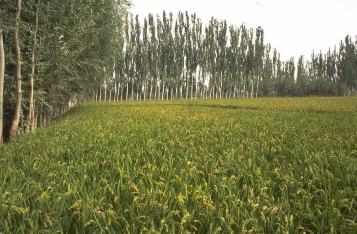 rice paddy china 1980s 1990s A4 Photo Print