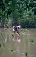 rice paddy farmer 1980s 1990s A4 Photo Print 42