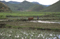 rice paddy farmer 1980s 1990s A4 Photo Print