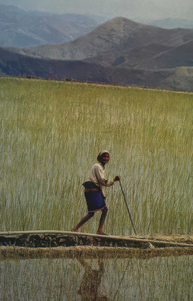 rice paddy farmer Vintage A4 Photo Print
