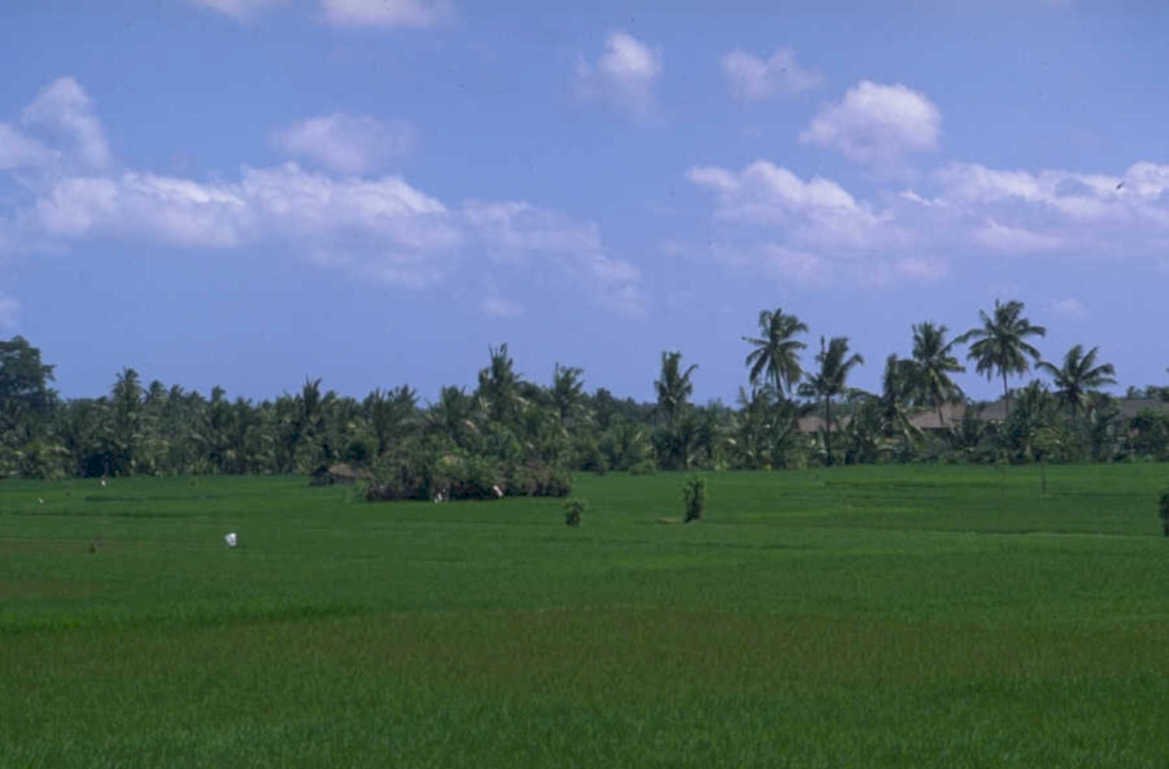 rice paddy kerala 1980s 1990s A4 Photo Print