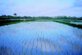 rice paddy kerala1980s 1990s A4 Photo Print