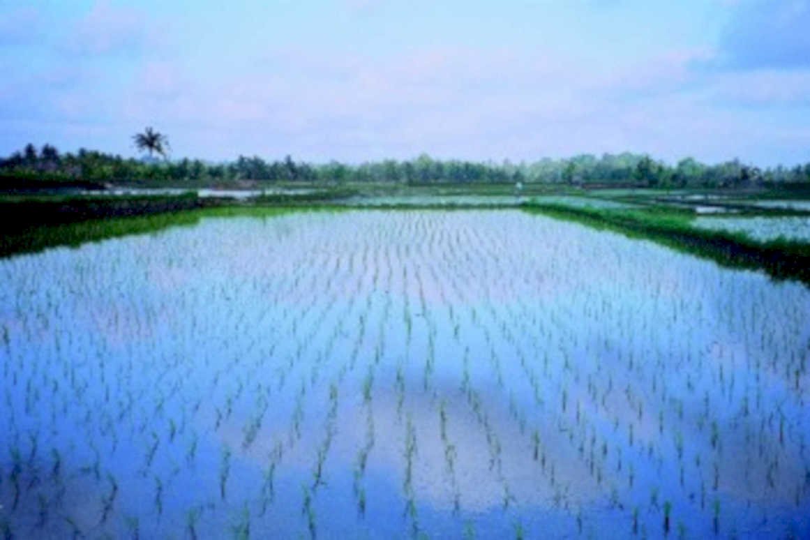 rice paddy kerala1980s 1990s A4 Photo Print