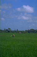 rice paddy landscape 1980s 1990s A4 Photo Print