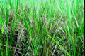 rice paddy plants1980s 1990s A4 Photo Print