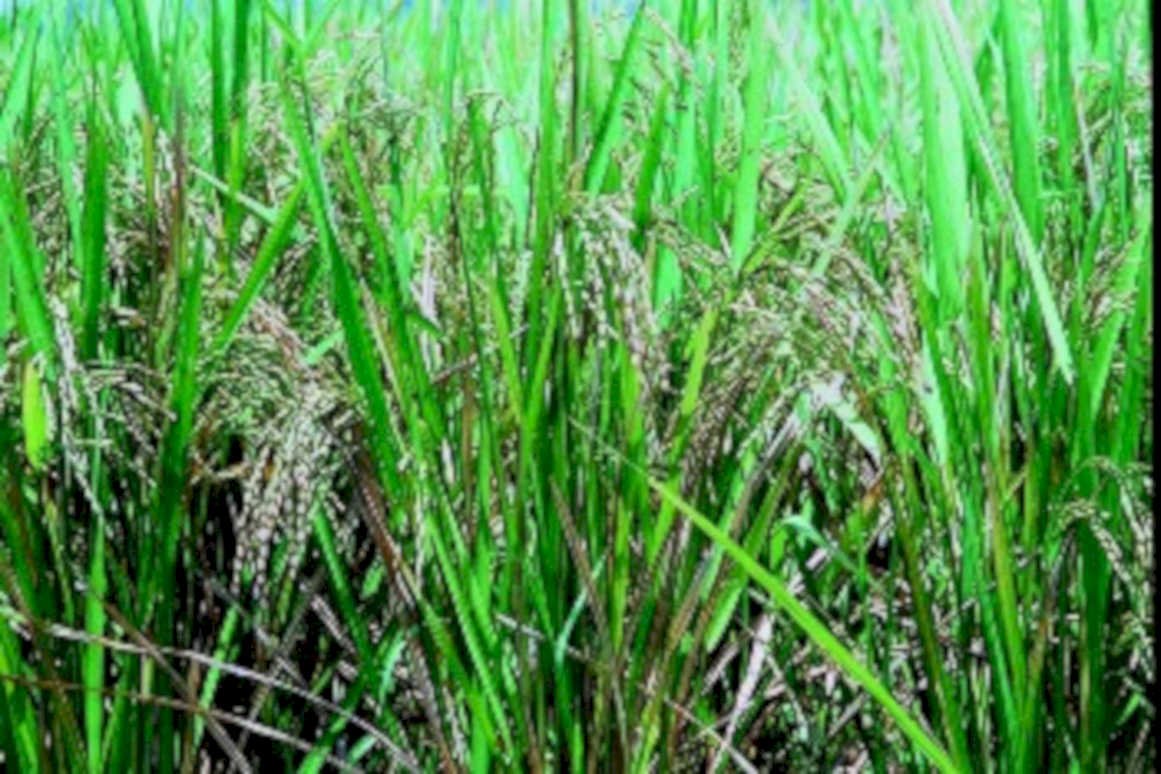 rice paddy plants1980s 1990s A4 Photo Print