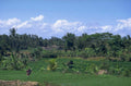 rice terrace bali 1980s 1990s A4 Photo Print
