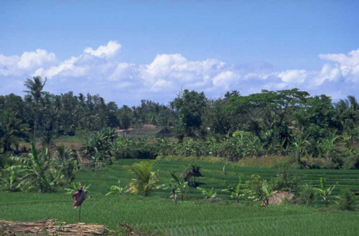 rice terrace bali 1980s 1990s A4 Photo Print