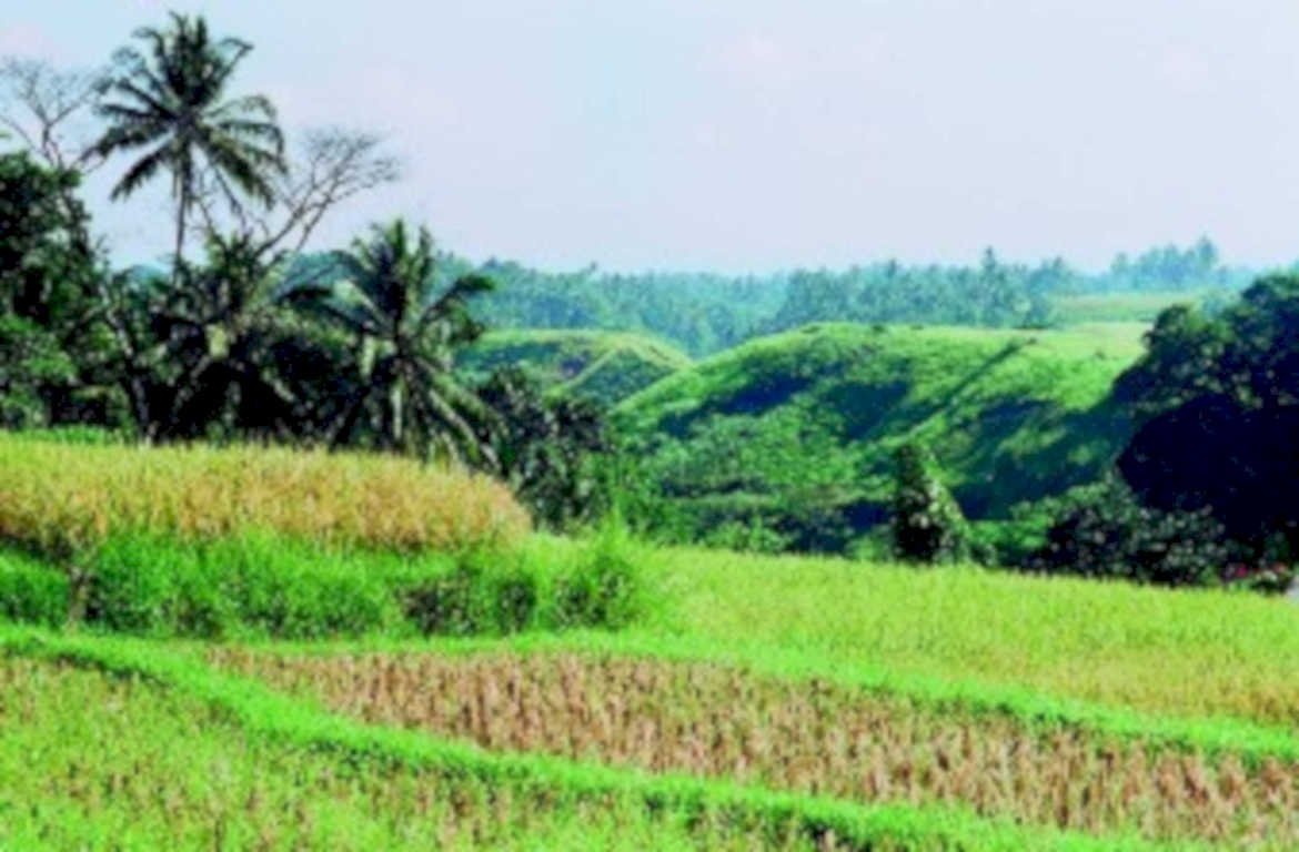 rice terrace bali1980s 1990s A4 Photo Print