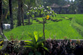 rice terrace citrus 1980s 1990s A4 Photo Print