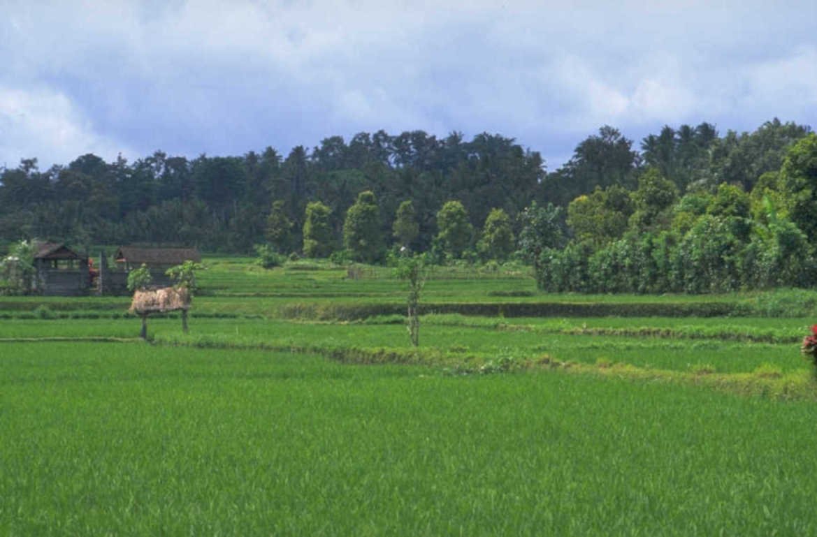 rice terraces bali 1980s 1990s A4 Photo Print 43