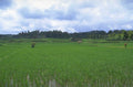 rice terraces bali 1980s 1990s A4 Photo Print