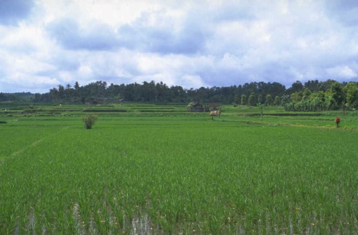 rice terraces bali 1980s 1990s A4 Photo Print