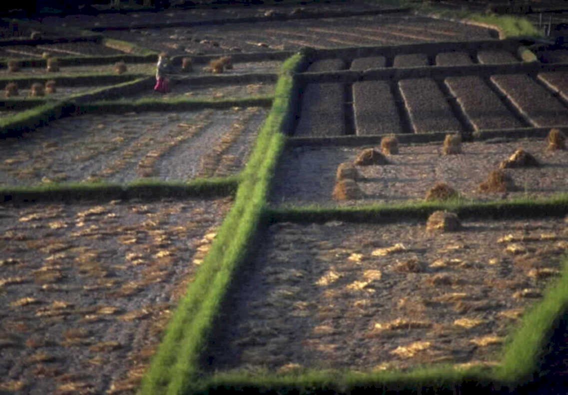 rice terraces banaue1980s 1990s A4 Photo Print