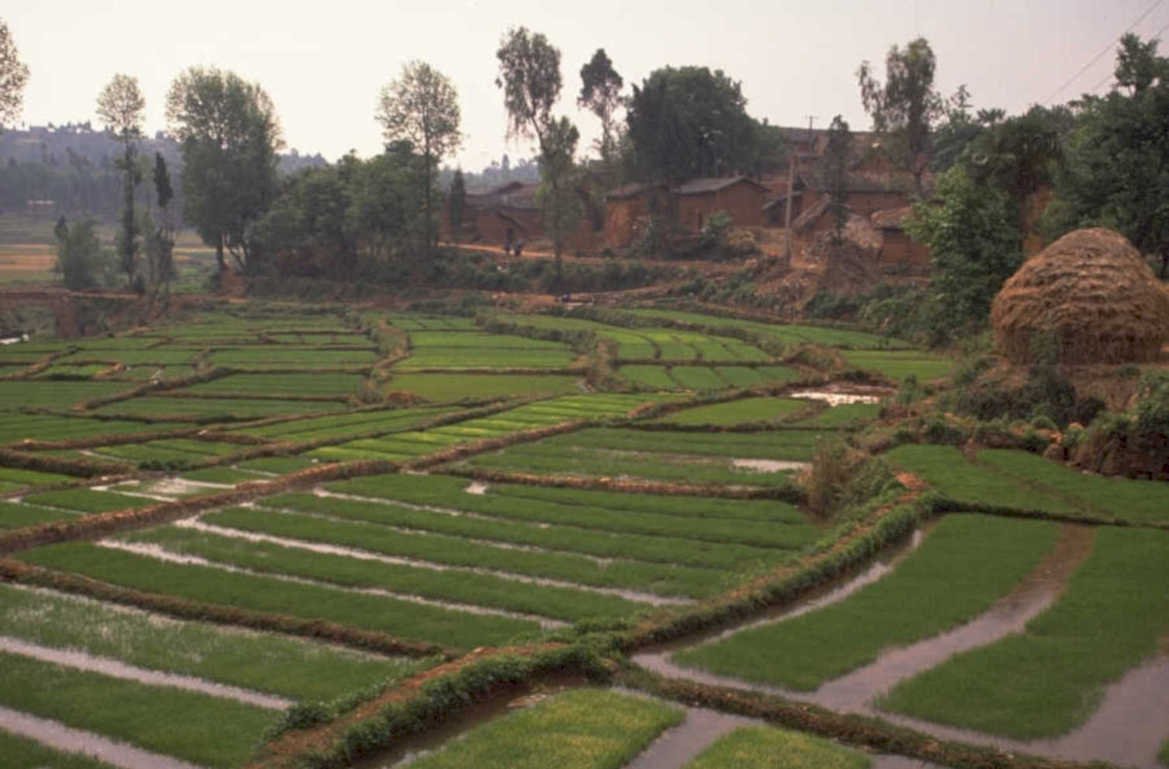 rice terraces china 1 1980s 1990s A4 Photo Print