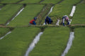 rice terraces farmers 1980s 1990s A4 Photo Print