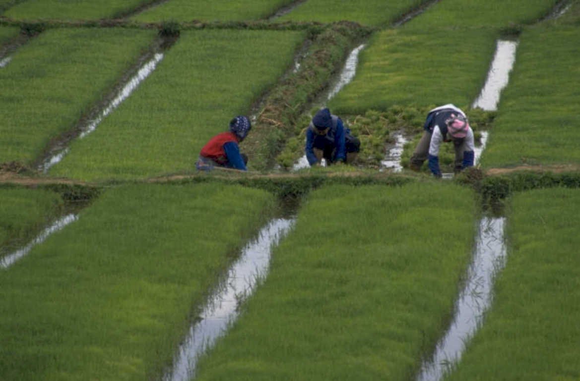 rice terraces farmers 1980s 1990s A4 Photo Print