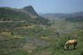 rice terraces horses 1980s 1990s A4 Photo Print
