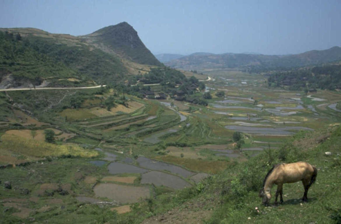 rice terraces horses 1980s 1990s A4 Photo Print