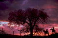 riders sunset tree 1980s 1990s A4 Photo Print