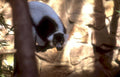 ring tailed lemur 1 Vintage A4 Photo Print