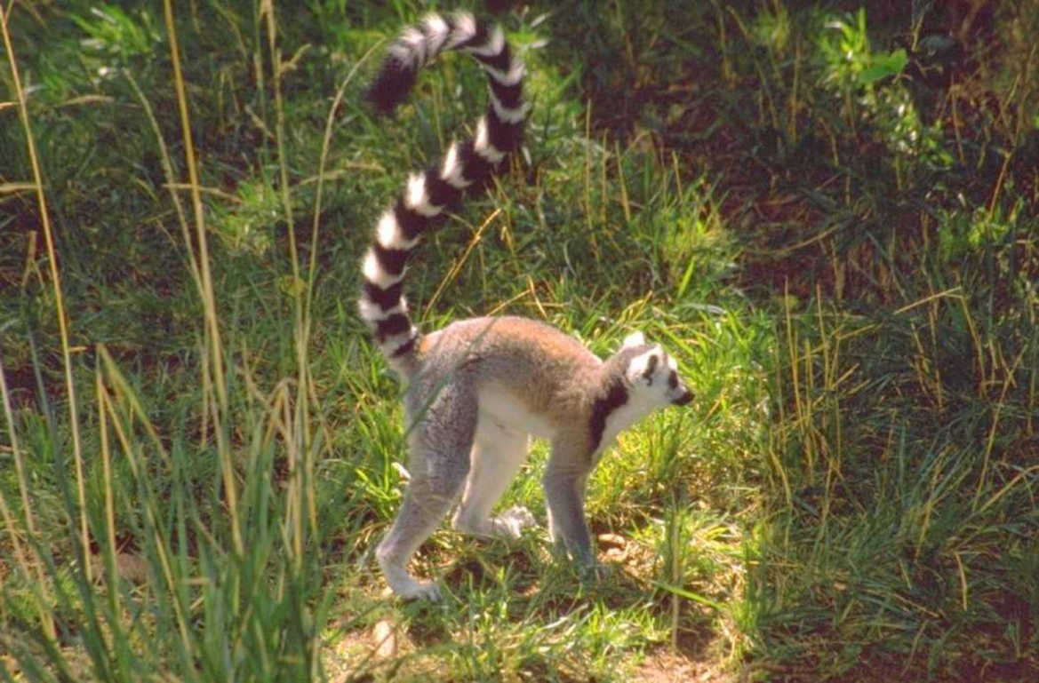 ring tailed lemur 1980s 1990s A4 Photo Print