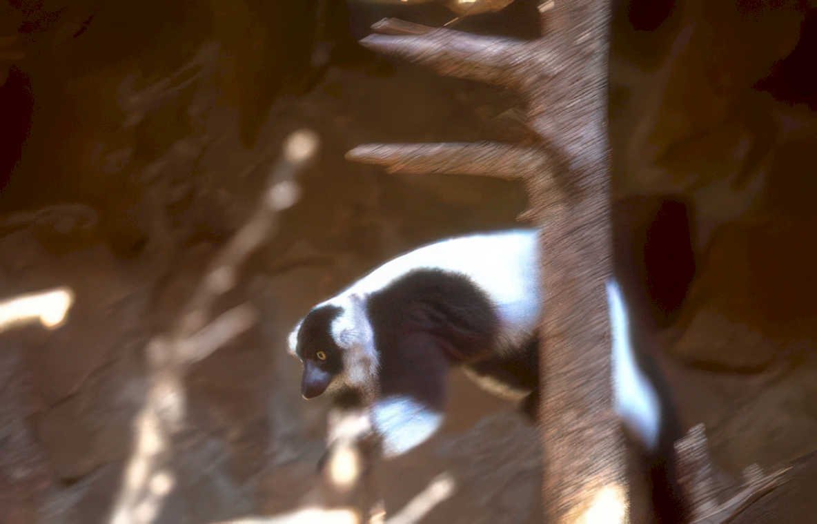 ring tailed lemur 2 Vintage A4 Photo Print