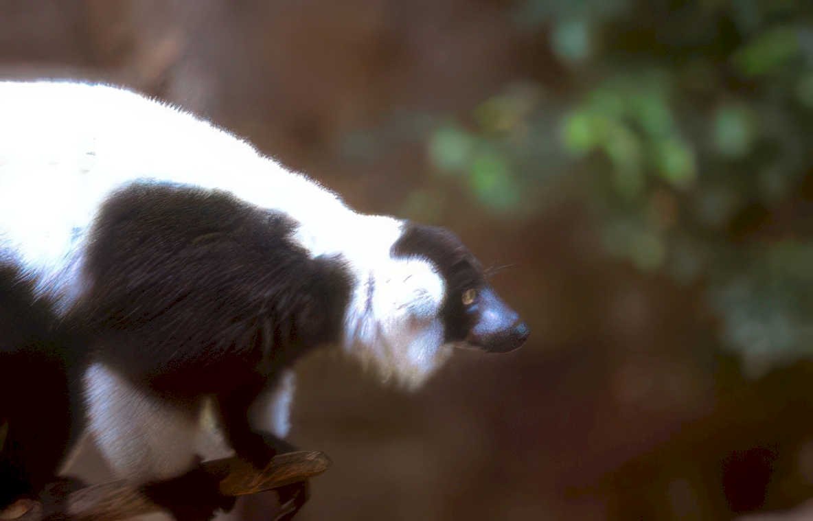 ring tailed lemur 3 Vintage A4 Photo Print