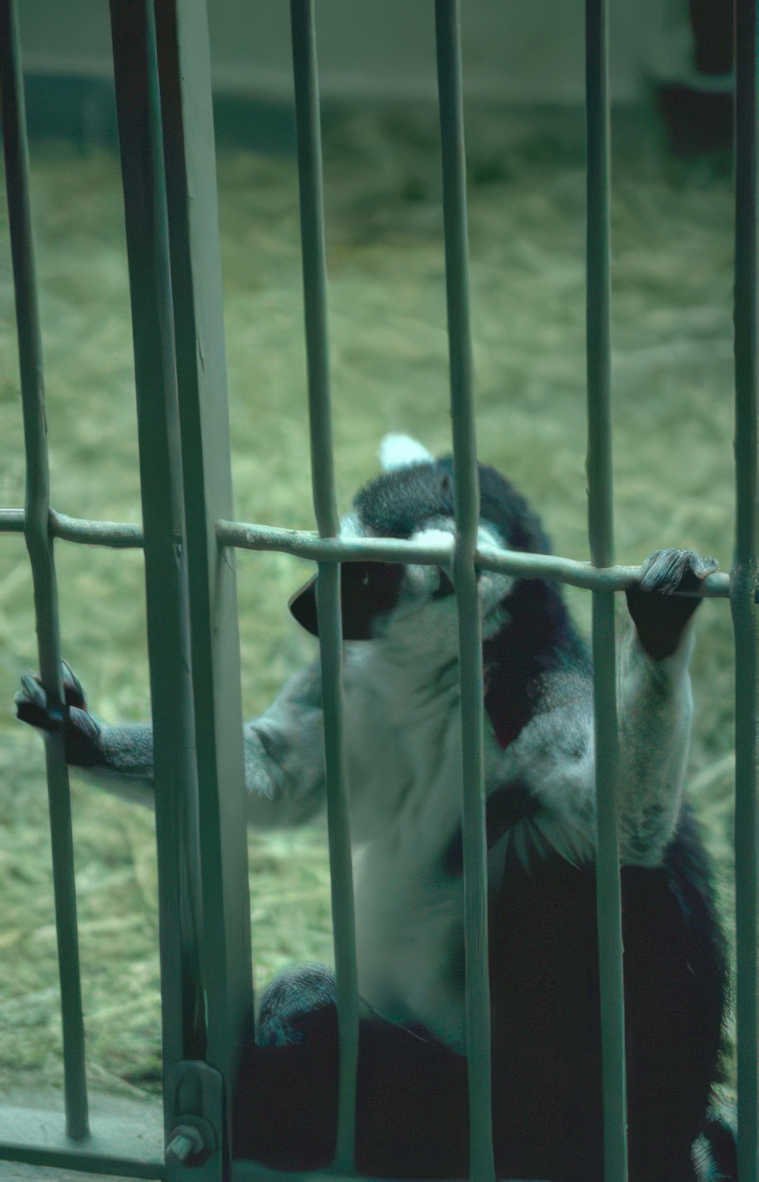 ring tailed lemur Vintage A4 Photo Print