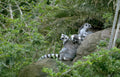 ring tailed lemurs 1 Vintage A4 Photo Print