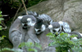 ring tailed lemurs 2 Vintage A4 Photo Print