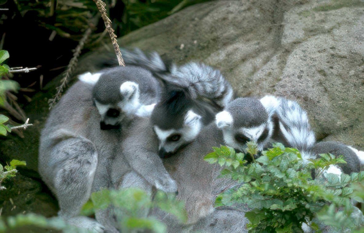 ring tailed lemurs 2 Vintage A4 Photo Print