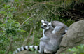 ringtailed lemur faces Vintage A4 Photo Print