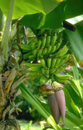ripe green bananas GIGA 2