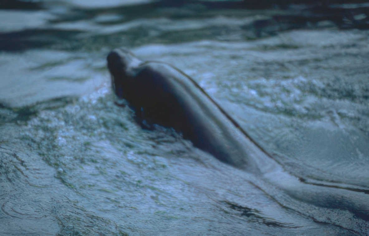 river dolphin tail Vintage A4 Photo Print