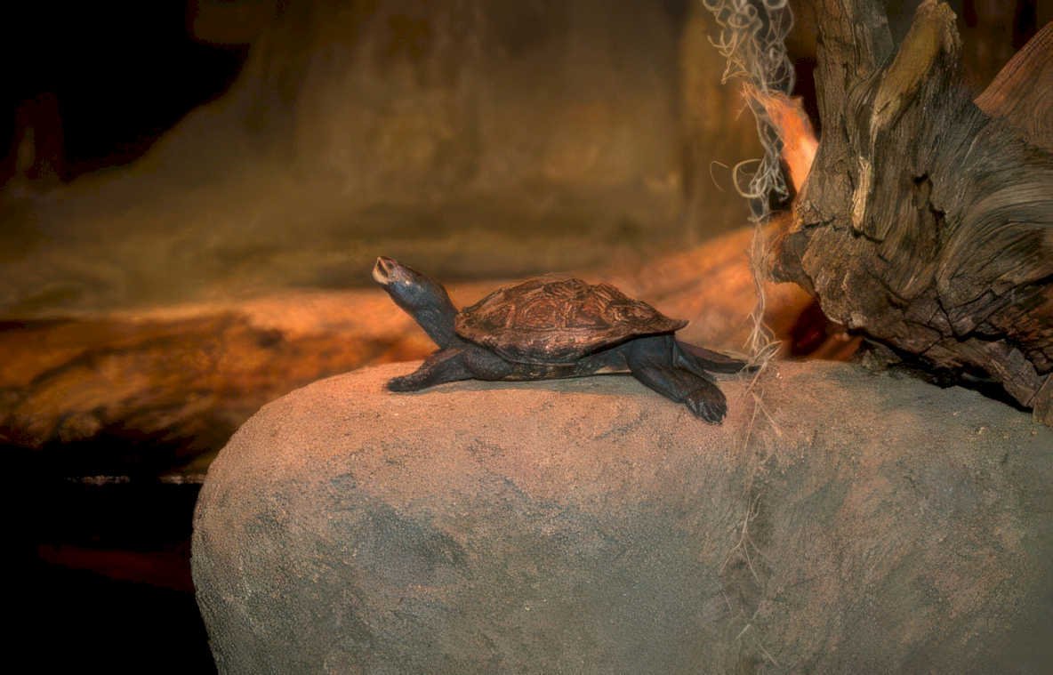 river mud turtle Vintage A4 Photo Print