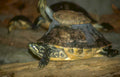 river mud turtles Vintage A4 Photo Print