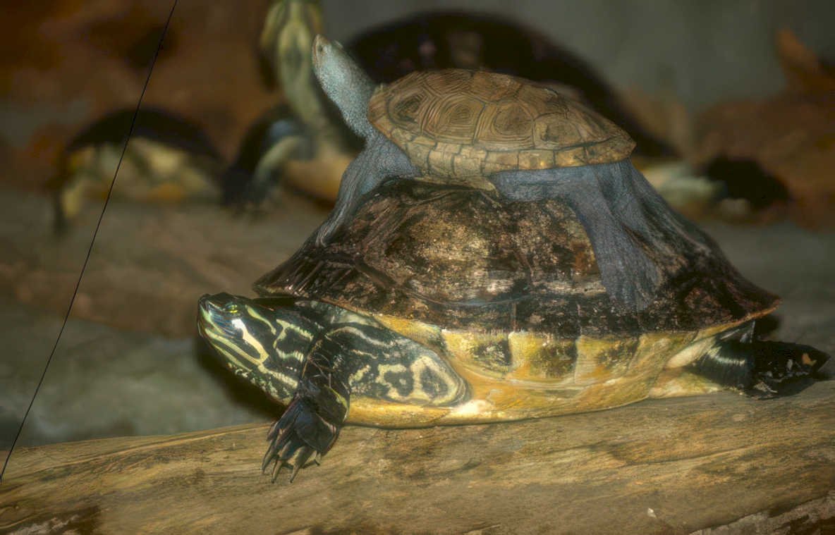 river mud turtles Vintage A4 Photo Print