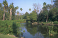 river palm turtles 1980s 1990s A4 Photo Print
