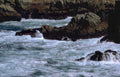 river rapids dolphin Vintage A4 Photo Print